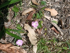 Polymeria calycina