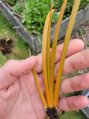 Libertia peregrinans