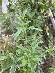 Ambrosia