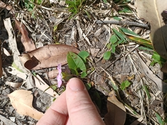 Polymeria calycina