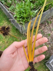 Libertia peregrinans