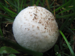 Agaricus campestris
