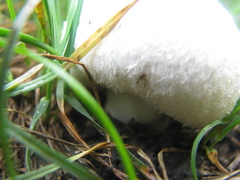 Agaricus campestris