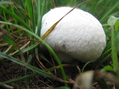 Agaricus campestris