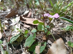 Polymeria calycina
