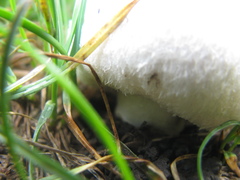 Agaricus campestris