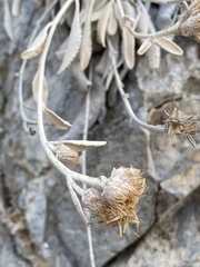 Pentanema verbascifolium