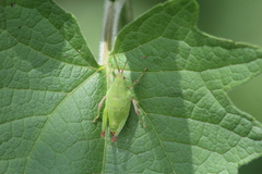 Sphenarium purpurascens