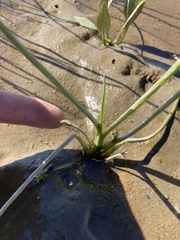 Triglochin scilloides