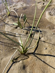 Triglochin scilloides