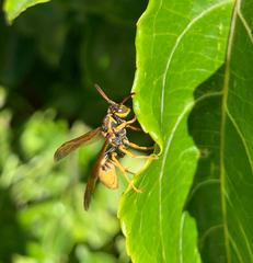 Mischocyttarus flavitarsis