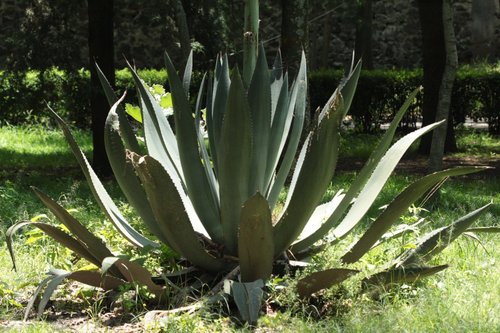 pulque agave