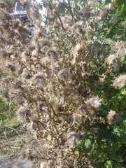 Cirsium vulgare