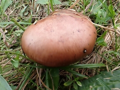 Chroogomphus rutilus