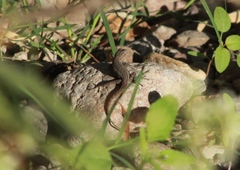 Sceloporus edbelli