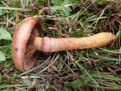 Chroogomphus rutilus