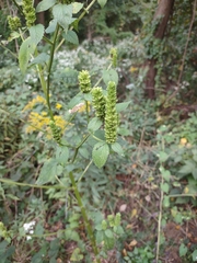 Agastache nepetoides