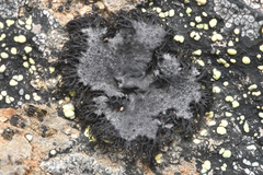 Umbilicaria cylindrica