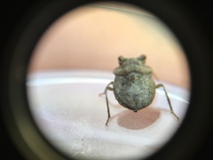 Gelastocoris oculatus