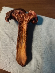 Chroogomphus rutilus