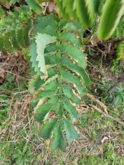 Melianthus major
