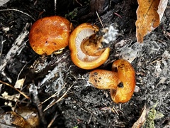 Tricholoma aurantium