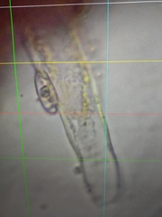 Chroogomphus rutilus