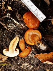 Tricholoma aurantium