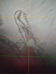 Chroogomphus rutilus