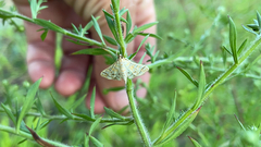 Epipagis fenestralis