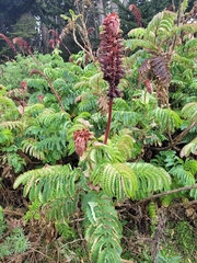 Melianthus major