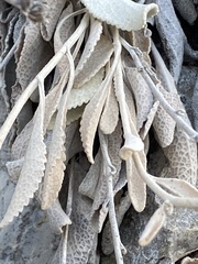 Pentanema verbascifolium