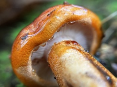 Tricholoma aurantium