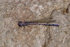 Argia tonto