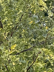 Styphnolobium japonicum