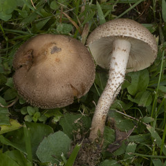Pholiota terrestris