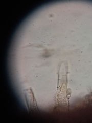 Chroogomphus rutilus