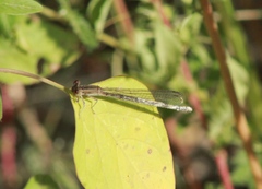 Argia immunda