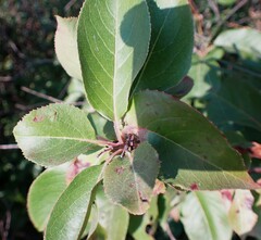 Viburnum lentago