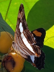 Adelpha