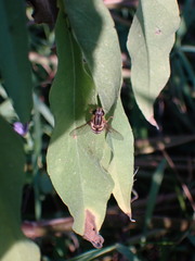 Viburnum lentago