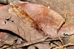 Leptomyrmex rufipes