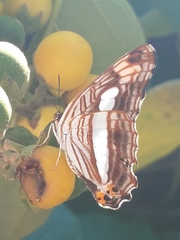 Adelpha