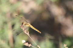 Erythrodiplax basifusca