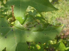 Phyllocnistis liquidambarisella