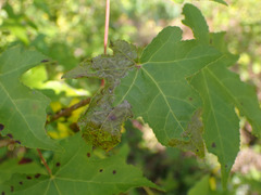 Phyllocnistis liquidambarisella