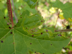 Phyllocnistis liquidambarisella