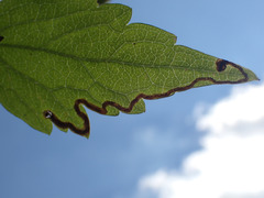 Phytomyza loewii group