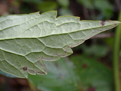 Phytomyza loewii group