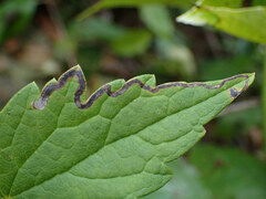 Phytomyza loewii group